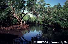 Mangrove in Papua New Guinea