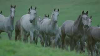 La equitación clásica y la Escuela Española de Equitación de Viena