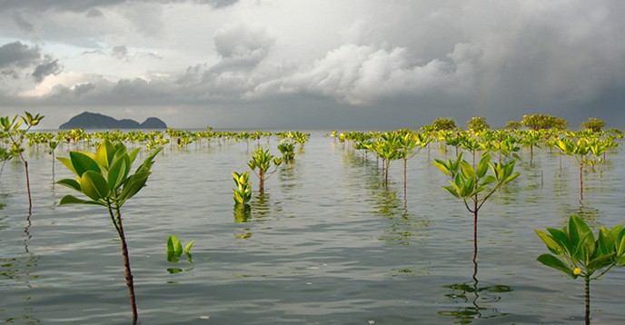 Replanted mangrove in Thailand