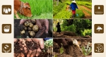 Wrapping up the International Year of Soils 