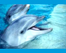 Educational toolkit on dolphins launched in UNESCO