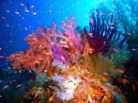 Wadden Sea, Italys Dolomites and Philippiness Tubbataha Reefs Natural Park inscribed on UNESCOs World Heritage List