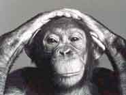 FAQ - Great Apes