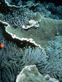 coral_9721_raw_UNESCO.jpg