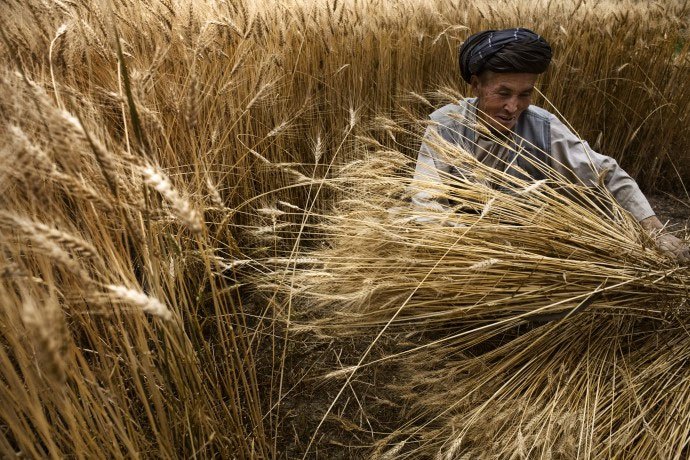 Photo: A farmer harvests his wheat crop in Bamyan, Afghanistan.