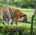 Photo: Sumatran tiger