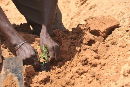 A farmer plants acacia seedlings in Liguere, Senegal. Photo: FAO/Seyllou Diallo