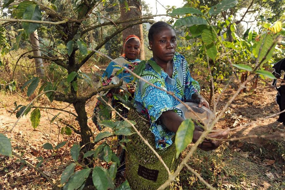 Photo: Agro-forestry farmers tend to their crops in Kigoma, Tanzania. Forests are an integral part of the national agriculture policy with the aim of protecting arable land from erosion and increasing agricultural production. Photo: FAO/Simon Maina