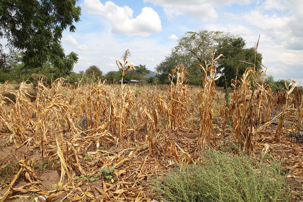 Photo: Wilted crops in Neno district, Malawi.