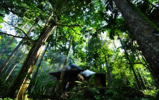Damar forest in Indonesia. UN Photo/Eva Fendiaspara