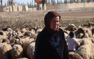 Once a major contributor to Syria’s domestic economy and external trade, the livestock sector is gravely affected by the conflict. Photo: FAO/Tahseen Ayyash