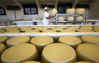 Prices of dairy products dropped in July mainly due to lower import demand from China, the Middle East and North Africa amid abundant EU milk supplies. Photo: FAO/Alessia Pierdomenico