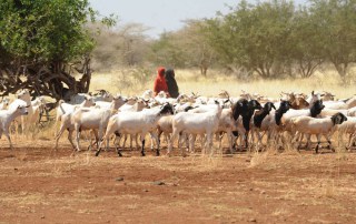 Girls herding goats in Somalia where in certain areas drought has contributed to severe water shortages and livestock deaths. Photo: FAO/Simon Maina