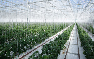 Geothermal energy is converted into electricity and used to heat the Gourmet Mokai glasshouse in New Zealand which grows tomatoes and peppers. UN Photo/Evan Schneider