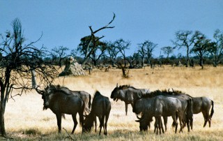 Photo: Wildebeest seek grass in Africa.
