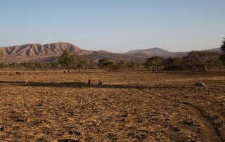 Photo: Drought associated with the El Niño phenomenon has severely affected Arsi, Ethiopia.