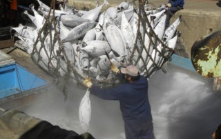 Photo: Inspectors will be able to check on actual fish catches on visiting ships under the new Agremeent. Photo: FAO