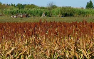 A crop of sorghum in Uruguay, funded by the International Treaty on Plant Genetic resources for Food and Agriculture. Photo: FAO/Sandro Cespoli