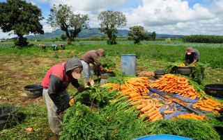 Agriculture workers collect carrots on a farm in Chimaltenango, Guatemala. Photo: World Bank/Maria Fleischmann