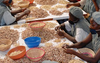 Cashew nut processing and production factory in Sotria B Sarl, Banfora, Burkina Faso. Photo: Alamy/Joerg Boethling