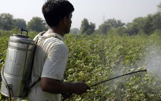Highly hazardous pesticides should be phased out because it has proven very difficult to ensure proper handling. Photo: FAO/Asim Hafeez