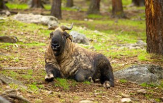 Photo: The takin, also called cattle chamois or gnu goat, is a goat-antelope found in the eastern Himalayas and is the national animal of Bhutan.