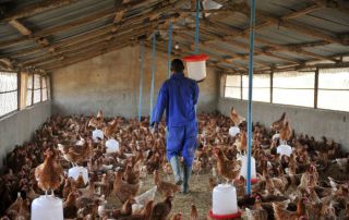 A poultry farm in Chad, one of the countries at risk following a recent bird flu outbreak in neighbouring Nigeria. Photo: FAO/Sia Kambou