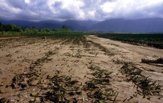Photo: Climate change has serious implications for agriculture and food security.