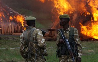 Photo: 105 tonnes of ivory from over 7,000 elephants and 1.35 tonnes of rhino horn was burned in Nairobi, Kenya, on 30 April 2016, in an urgent call to action to end the poaching crisis. Photo: Convention on International Trade in Endangered Species of Wild Fauna and Flora (CITES).