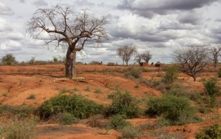 Photo: 17 June 2016 – Nearly 800 million people are chronically undernourished as a direct consequence of land degradation, declining soil, fertility, unsustainable water use, drought and biodiversity loss, requiring long-term solutions to help communities increase resilience to climate change, United Nations Secretary-General Ban Ki-moon declared today. “The livelihoods and well-being of hundreds of millions of people are at stake,” the Secretary-General said in his message to mark the World Day to Combat Desertification, whose theme this year is 'Protect Earth. Restore land. Engage people.' “Over the next 25 years, land degradation could reduce global food productivity by as much as 12 per cent, leading to a 30 per cent increase in world food prices,” he added. Ranking among the greatest environmental challenges of our time, desertification is a phenomenon that refers to the persistent degradation of dryland ecosystems by human activities – including unsustainable farming, mining, overgazing and clear-cutting of land – and by climate change. The Day – which is observed annually on 17 June – is intended to promote public awareness of the issues of desertification and drought, and the implementation of the UN Convention to Combat Desertification (UNCCD) in those countries experiencing serious drought and/or desertification.