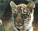 World Wildlife Day (tiger)