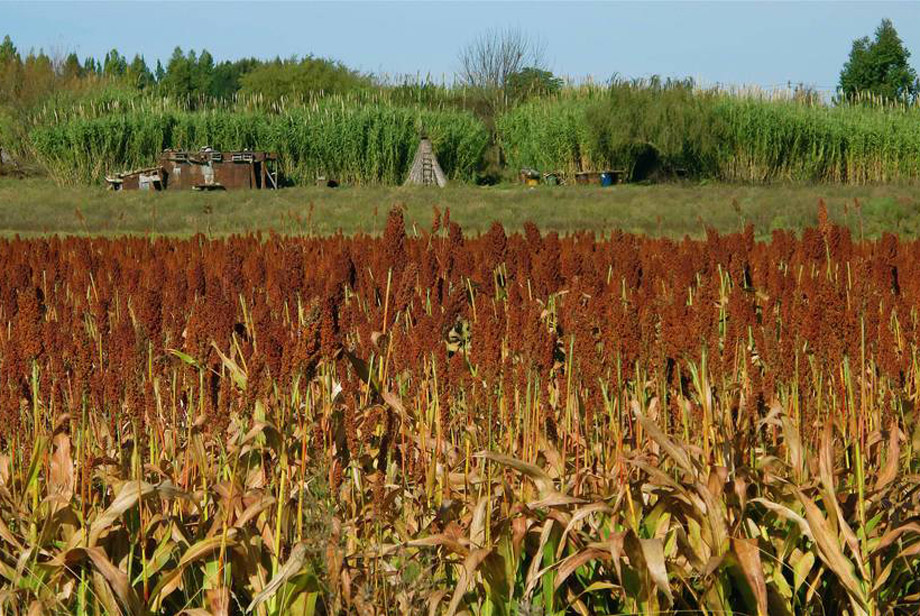 A crop of sorghum in Uruguay, funded by the International Treaty on Plant Genetic resources for Food and Agriculture. Photo: FAO/Sandro Cespoli