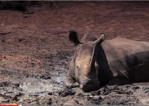 جنوب افريقيا: وحيدُ القرن في خطر