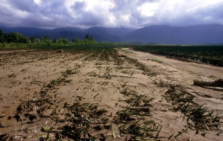 تغير المناخ له آثار خطيرة على الزراعة والأمن الغذائي. من صور الفاو/ ل. ديماتيوس