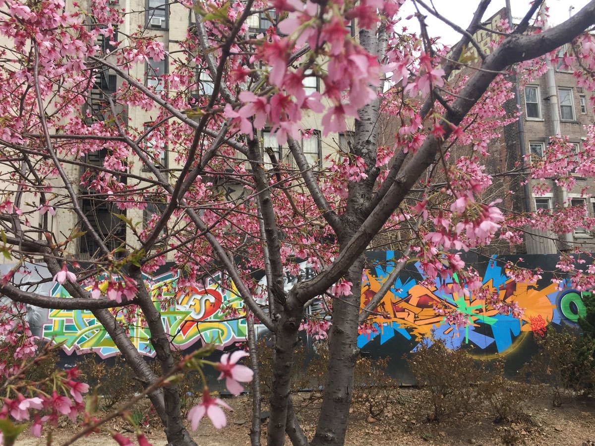 Photo:Trees bloom in an East Village, Manhattan, park on 20 March.