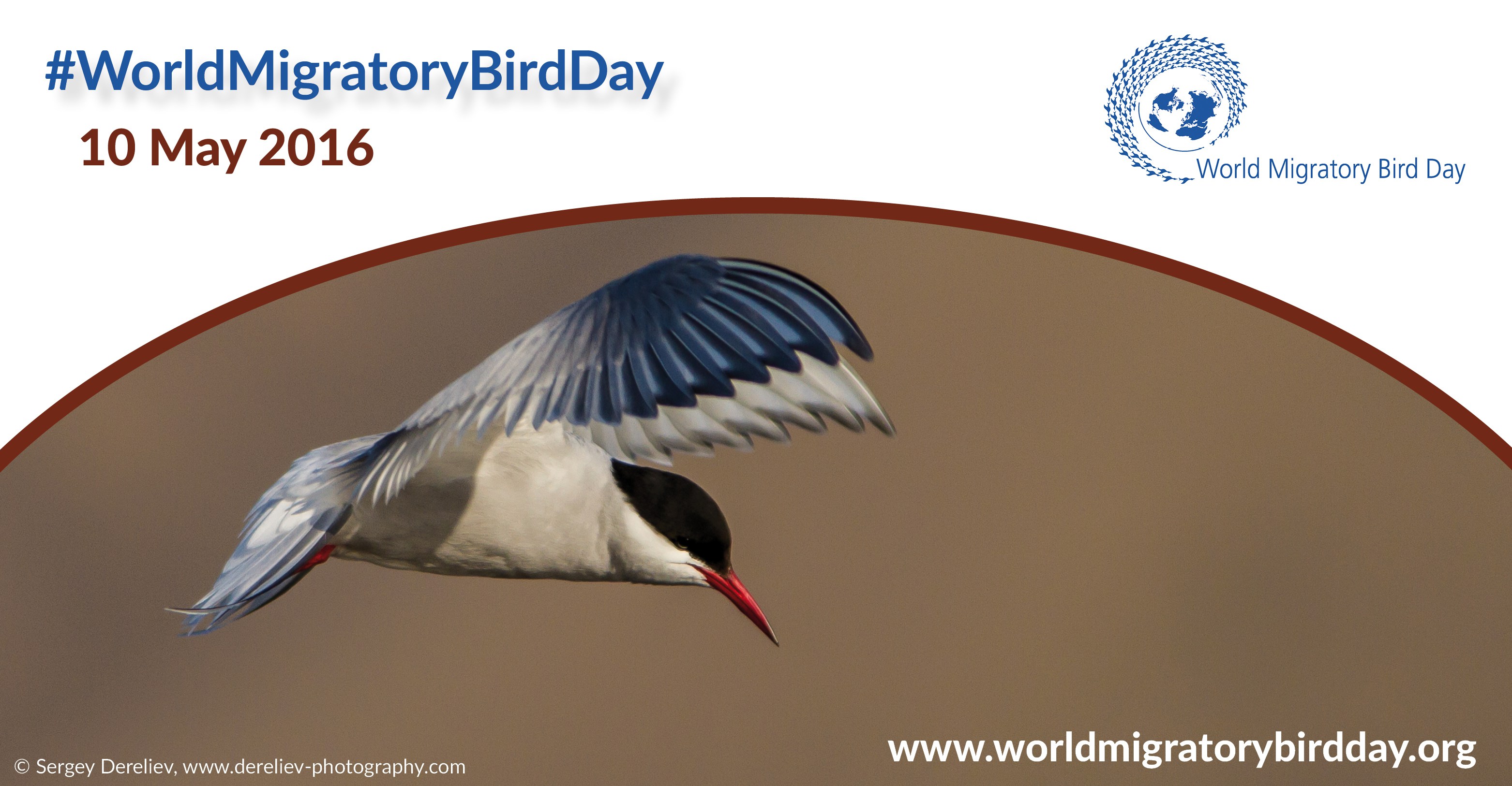 Image: World Migratory Bird Day