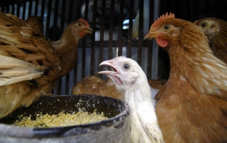 西非的家禽养殖场面临禽流感疫情影响。联合国图片/Victoria Hazou