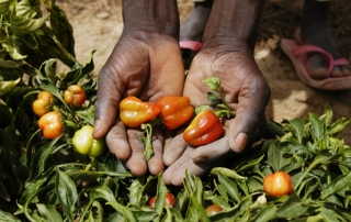 新研制的辣椒作物能够抵御炎热天气、沙质土壤和缺水情况。国际农业发展联盟图片