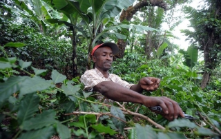 森林的可持续发展 粮农组织/Simon Maina