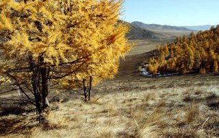 Photo: Larch trees in Mongolia’s Altansumber forest. Photo: FAO/Sean Gallagher
