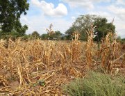 Photo: Wilted crops in Neno district, Malawi.