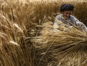 Photo: A farmer harvests his wheat crop in Bamyan, Afghanistan.