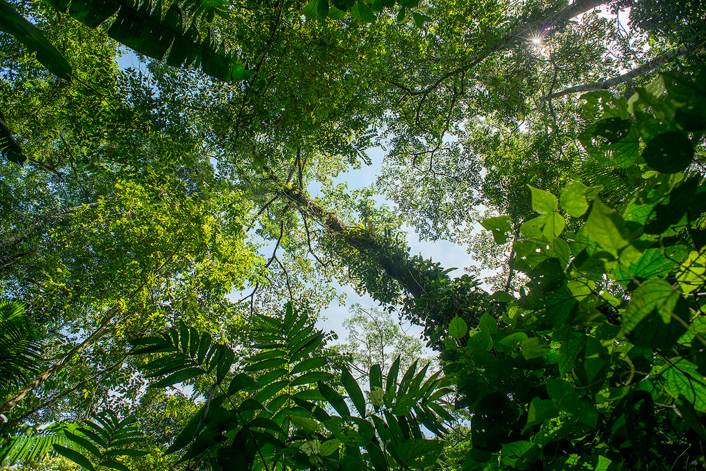 Леса - источник дохода для множества людей Фото программы ООН-СВОД