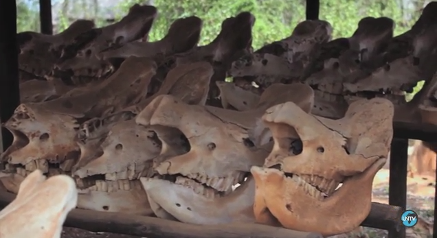 Cabezas de rinocerontes. Captura de video. La ONU en acción