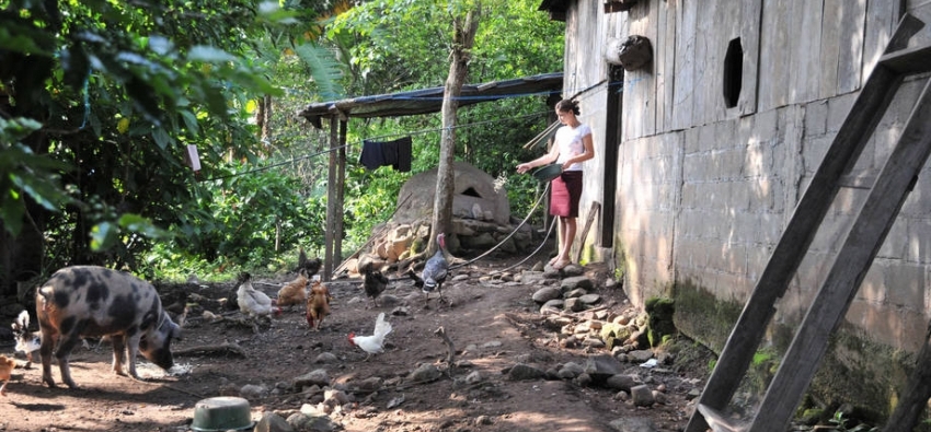 A farmer feeds her animals on a family farm in Nicaragua. Photo: FAO