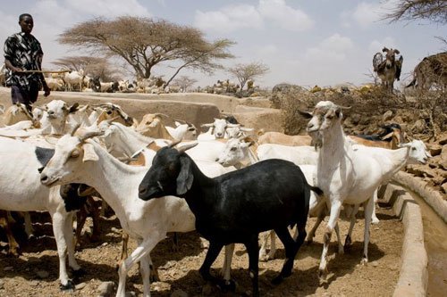 La peste que afecta a las cabras y ovejas supone una grave amenaza para pequeños ganaderos. Foto: FAO/Giulio Napolitano