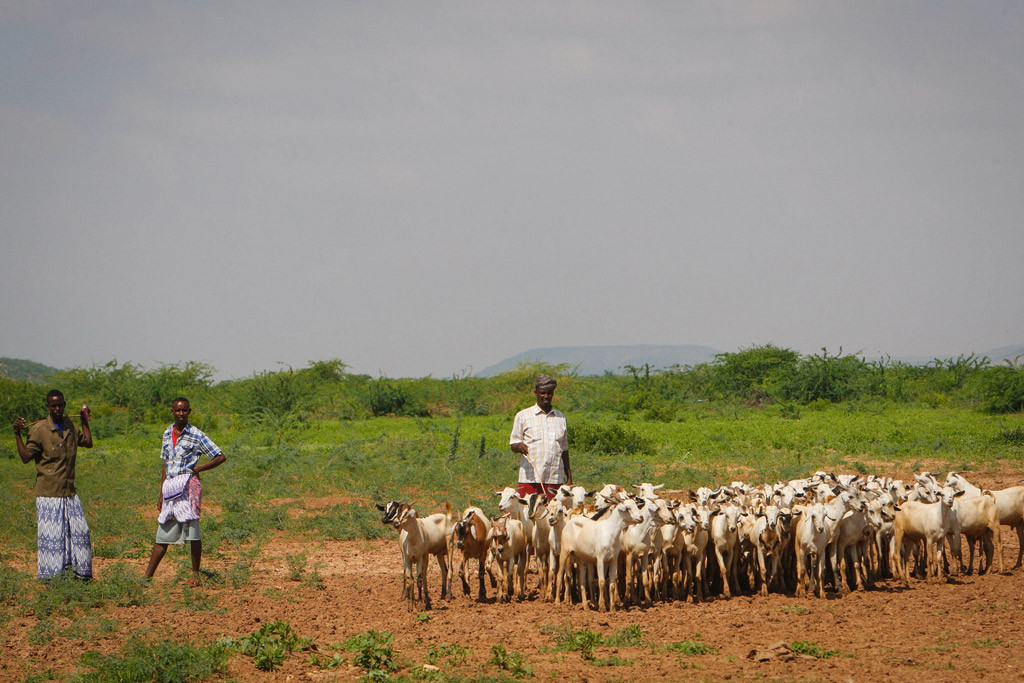Pastores de ganado en las afueras de un pequeño mercado en Belet Weyne, Somalia. Foto: AU-UN IST / Stuart Price