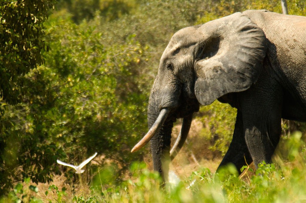 Un elefante en Gana. Foto Banco Mundial/Arne Hoel