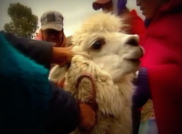 Una alpaca en Ecuador. Captura de vídeo de la ONU en Acción.
