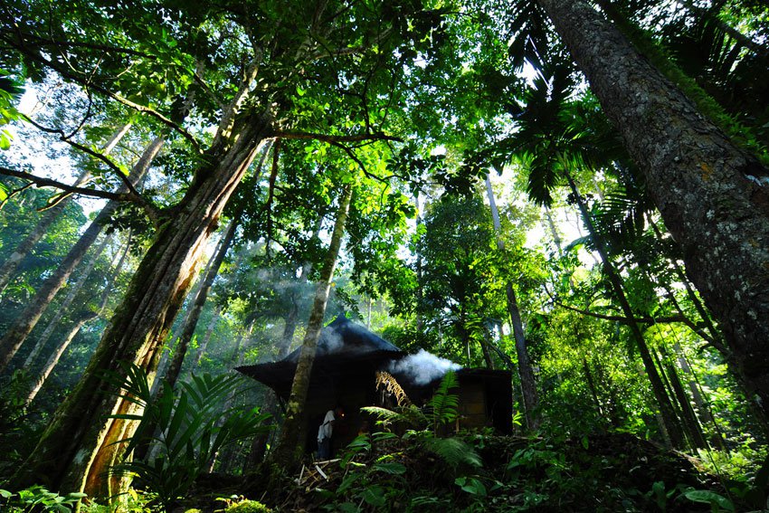 Damar bosque en Indonesia. Foto ONU/ Eva Fendiaspara